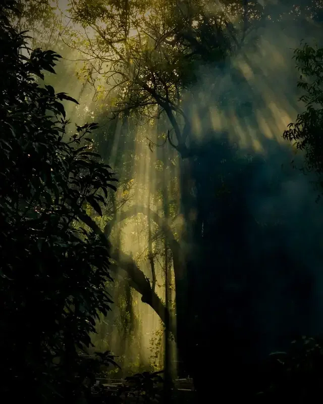 Raios de sol atravessando uma mata alta
