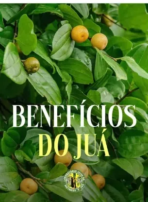 Post: Benefícios do Juá